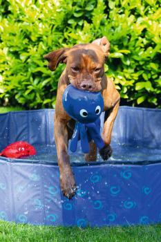 Preview: Wasserspielzeug - Oktopus